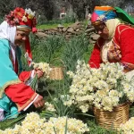 Bayındır Nergis Ve Kuru Çiçek Festivali