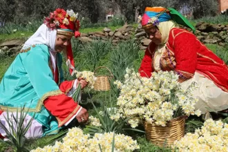 Bayındır Nergis Ve Kuru Çiçek Festivali