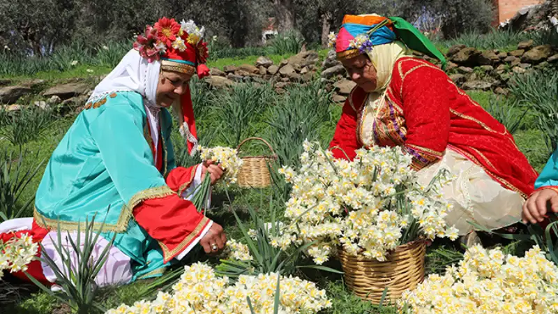 Bayındır Nergis Ve Kuru Çiçek Festivali