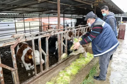 Buca Belediyesi Kırsal Kalkınma