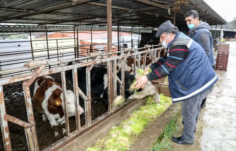 Buca Belediyesi Kırsal Kalkınma