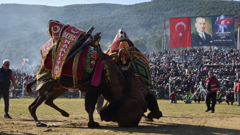 Deve Güreşi