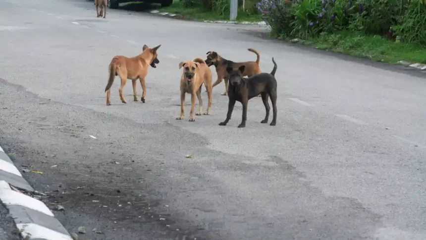 Sokak Köpekleri