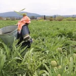 Urla Enginar Günleri