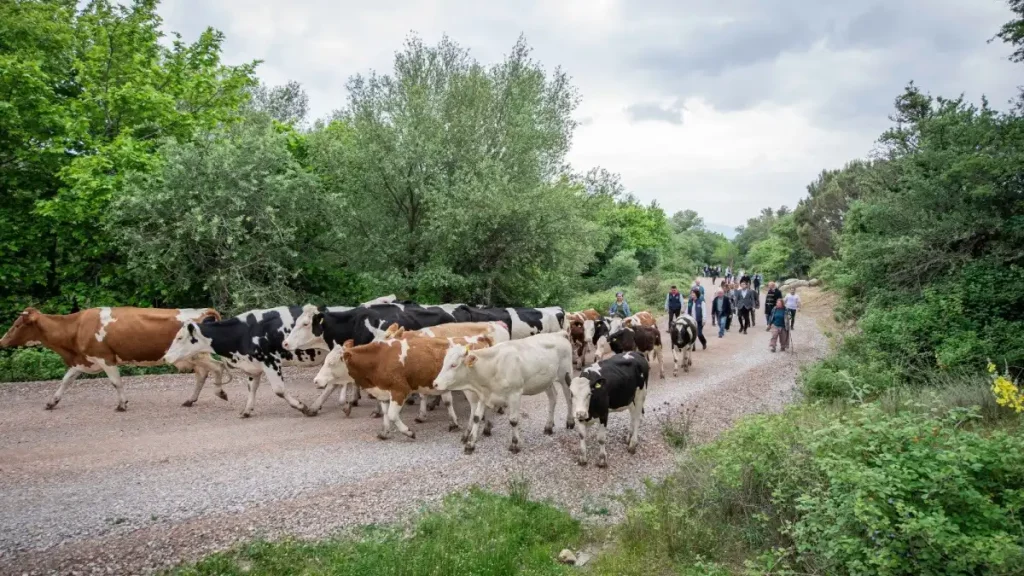 Bergama Yayla Yolculuğu