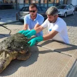 izmir caretta caretta