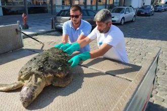 izmir caretta caretta