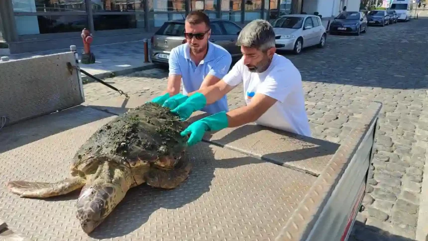 izmir caretta caretta