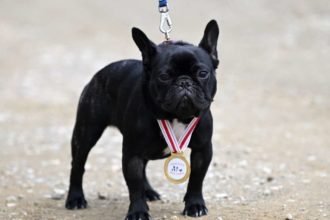 Köpekle Kros Etkinliği