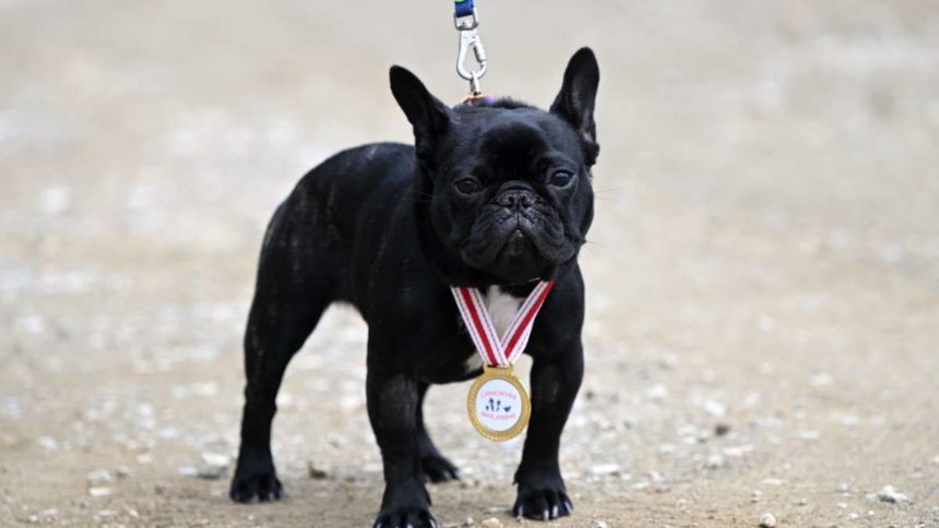 Köpekle Kros Etkinliği