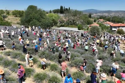 İzmir Lavanta Hasatı