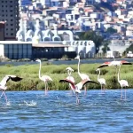 Flamingo Festivali