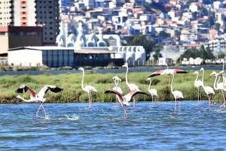 Flamingo Festivali