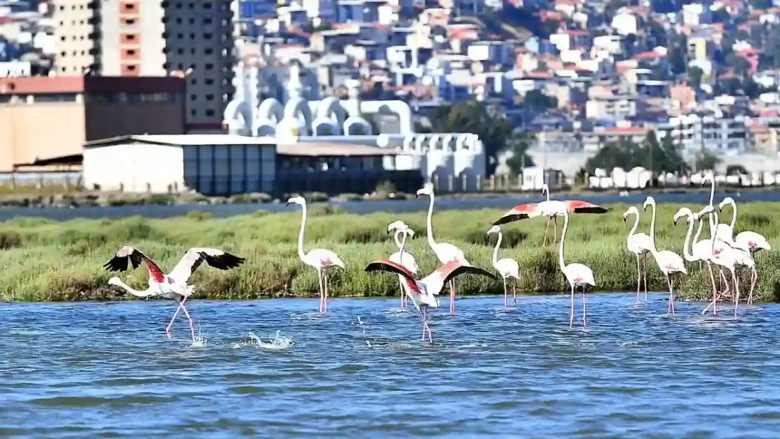 Flamingo Festivali