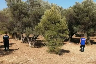 Karaburun Ormanlık Alan