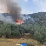 İzmir Bayındır Yangın
