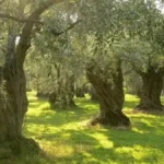 Karaburun Zeytinlik