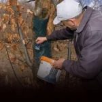 Kestane Kanseri Mücadele