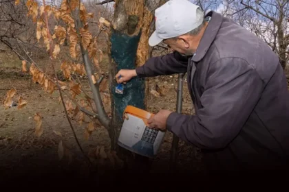 Kestane Kanseri Mücadele