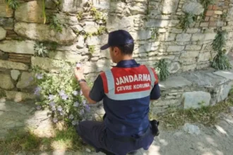 Jandarma