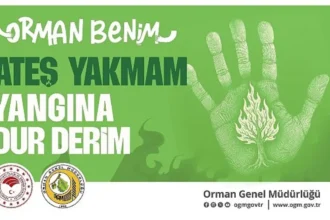 Orman Genel Müdürlüğü