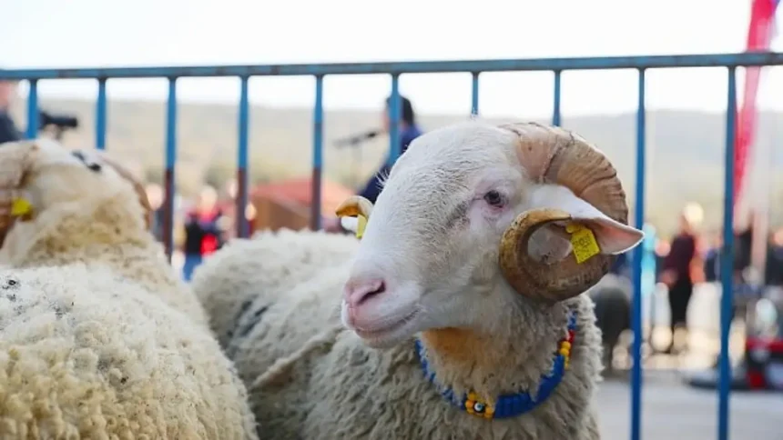 Damızlık Koyun