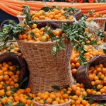 Seferihisar Mandalina Şenliği