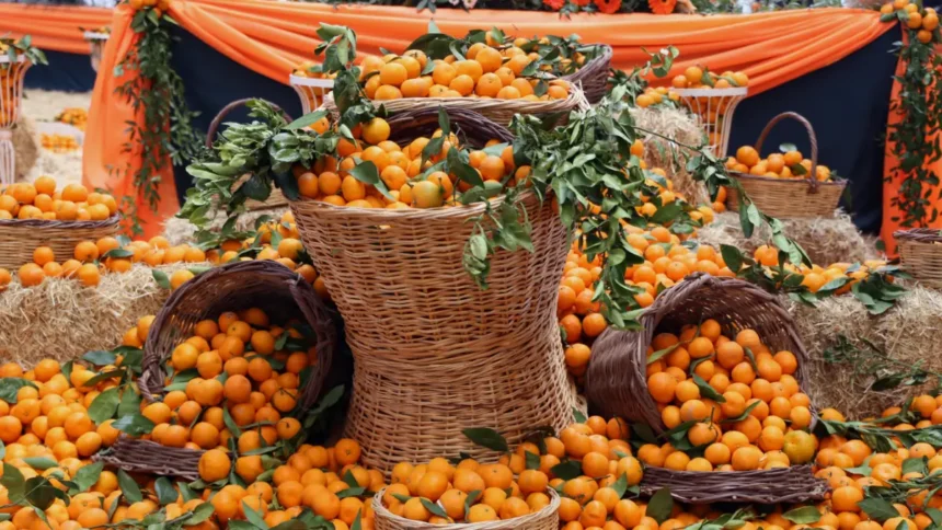 Seferihisar Mandalina Şenliği