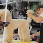 Pet İzmir 2026 Fuarı