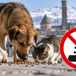 Sokak Hayvanları Erzurum